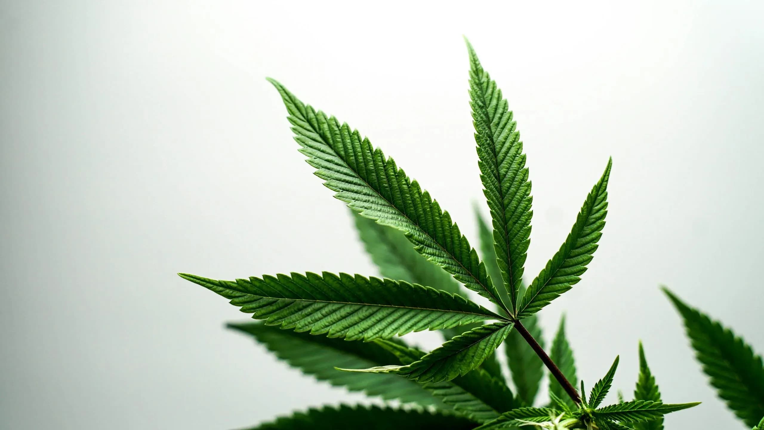 Navigating Medical Cannabis
