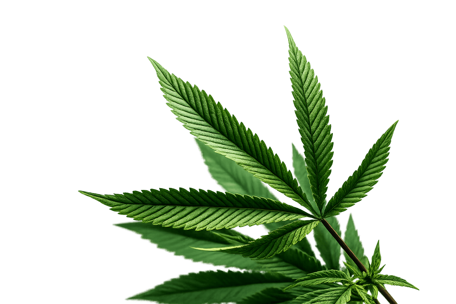 Navigating Medical Cannabis: Safe, Legal and Effective Use in Practice