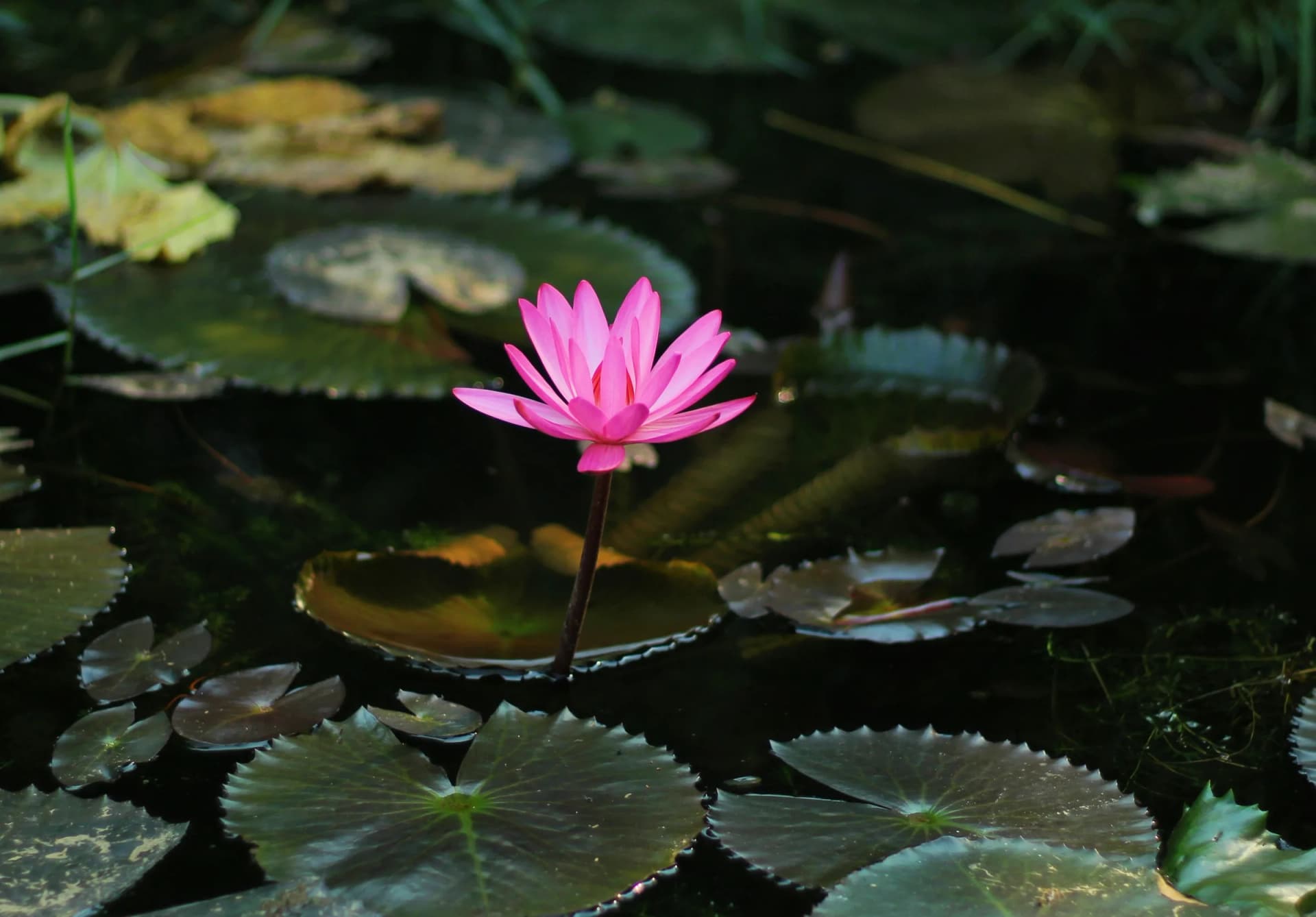 Spirituality and Psychiatry: Improving therapeutic alliance and patient outcomes
