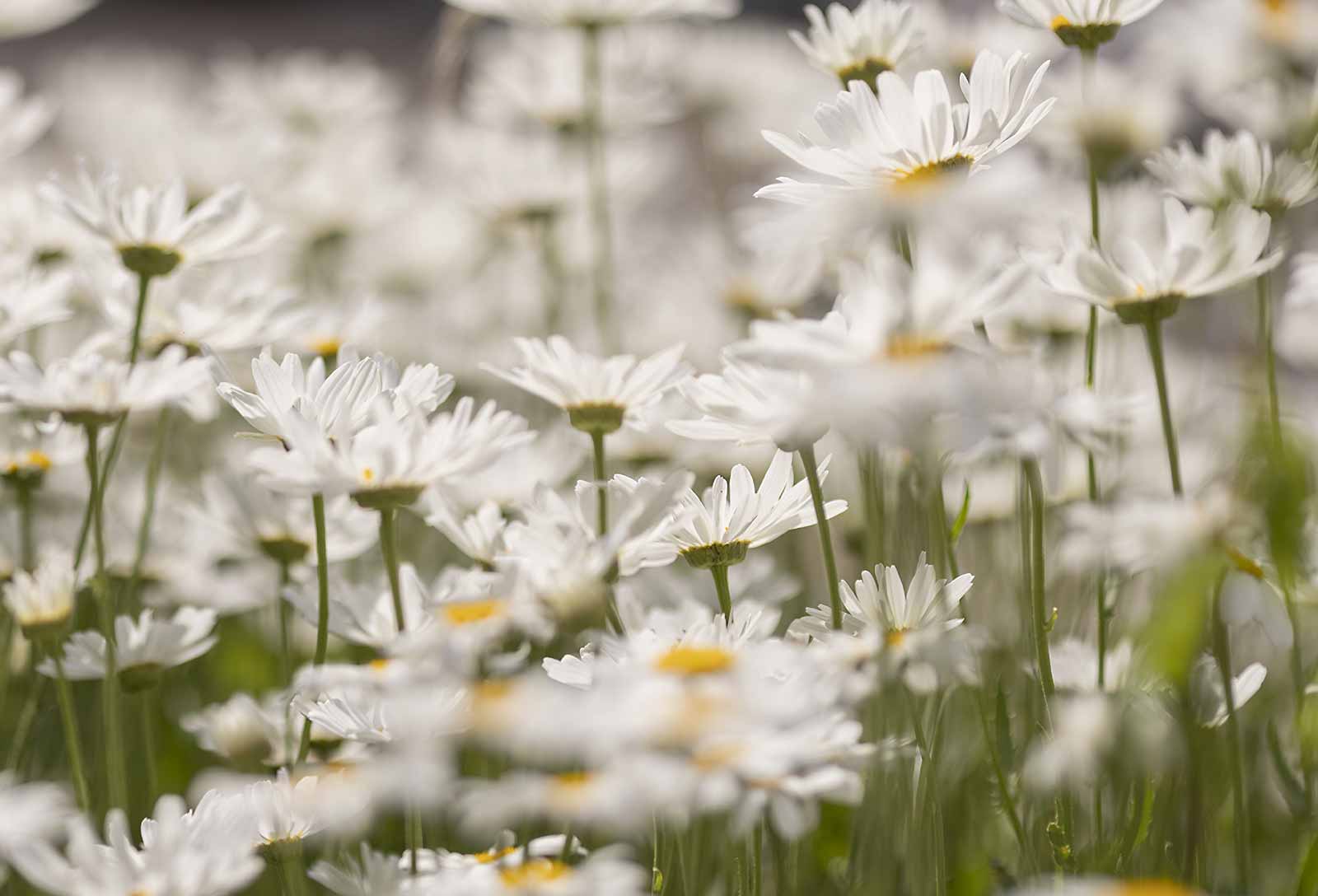 Oxeye daisies in the tranquil grounds of private mental hospital